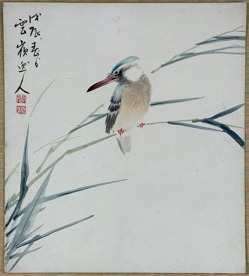 川蝉