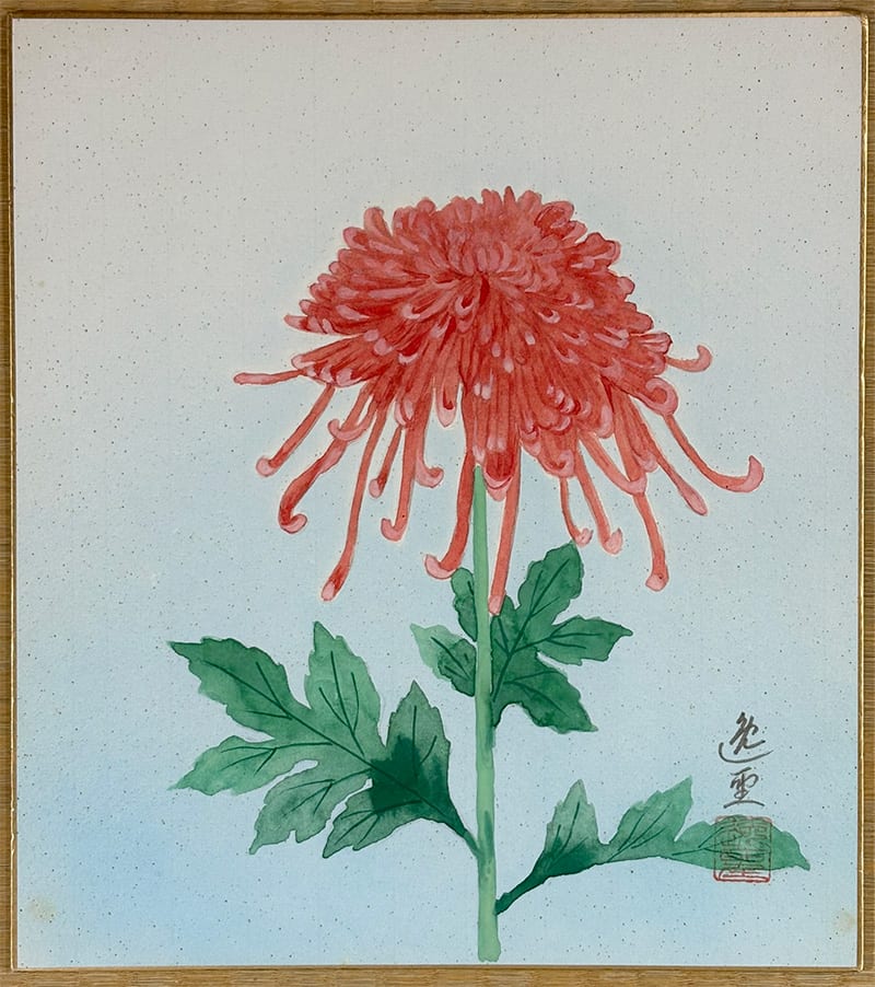 菊（色紙）