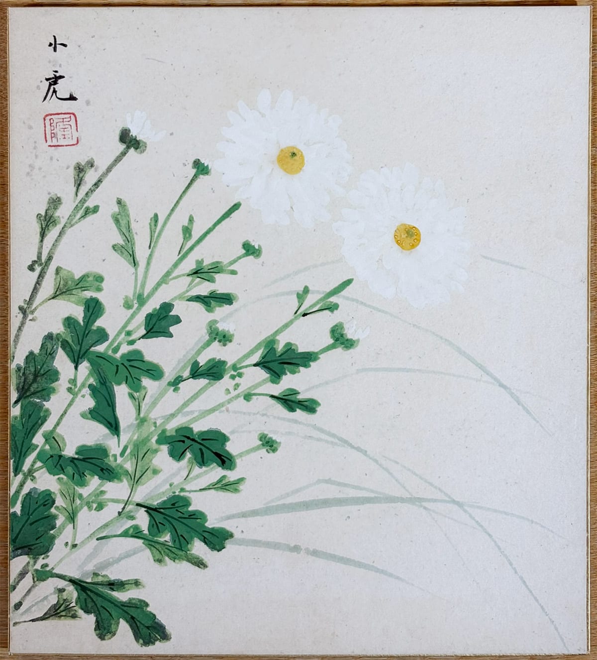 菊花白菊｜色紙
