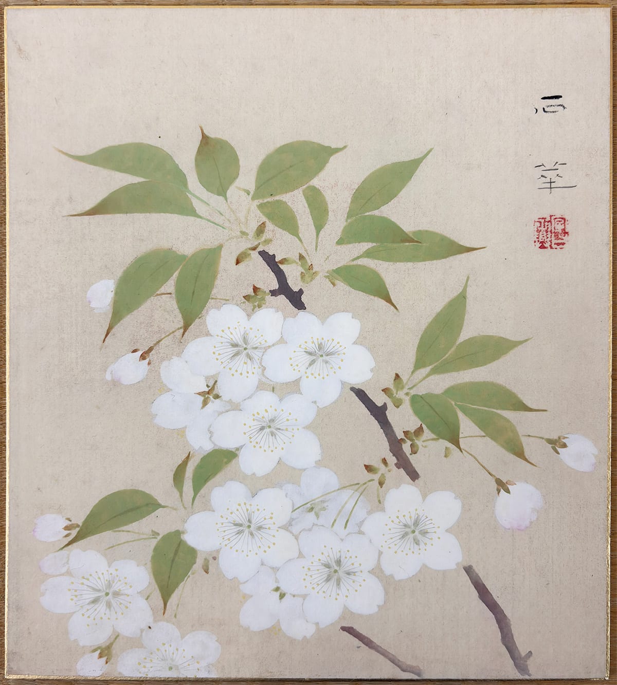 桜花｜色紙