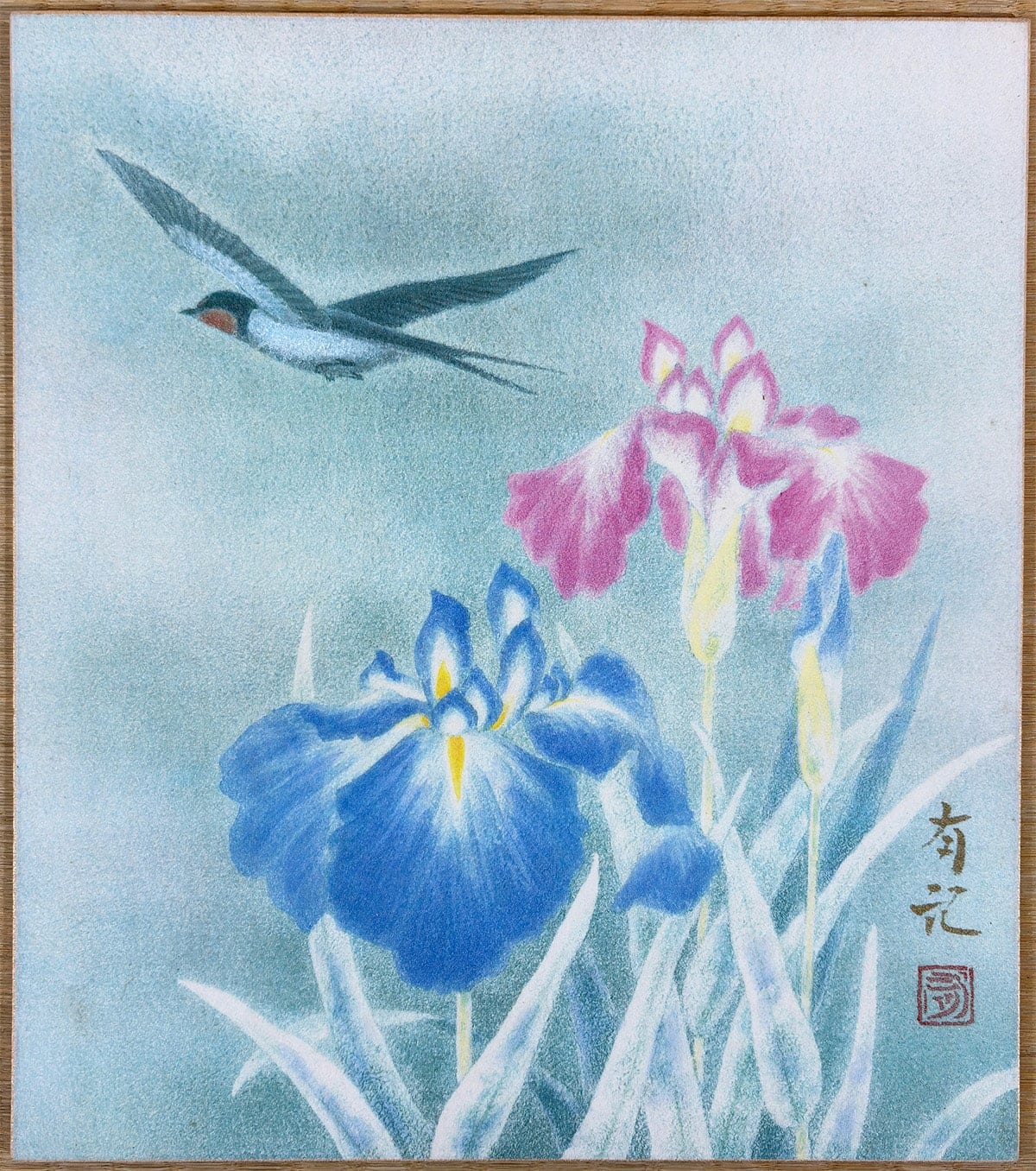 菖蒲 [水無月]｜色紙